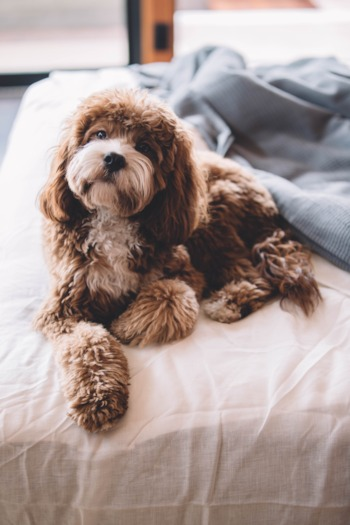 brown and white cavapoo sitting on a bed